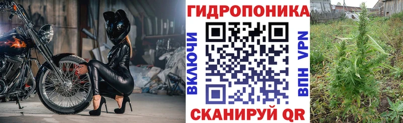 МАРИХУАНА сатива Ак-Довурак
